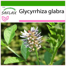 SAFLAX  - Süßholz - Glycyrrhiza - 30 Samen - Mit Substrat