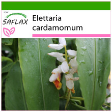 SAFLAX  - Kardamom - Elettaria - 20 Samen - Mit Substrat