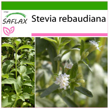 SAFLAX  - Stevia - Stevia - 100 Samen - Mit Substrat