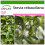SAFLAX  - Stevia - Stevia - 100 Samen - Mit Substrat 1