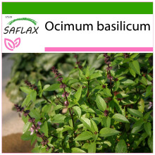 SAFLAX  - Thai - Basilikum - Ocimum - 200 Samen - Mit Substrat