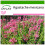 SAFLAX  - Limonen - Aniskraut - Agastache - 50 Samen - Mit Substrat 1