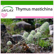 SAFLAX  - Spanischer Majoran - Thymus - 250 Samen - Mit Substrat