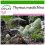 SAFLAX  - Spanischer Majoran - Thymus - 250 Samen - Mit Substrat 1