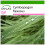 SAFLAX  - Zitronengras - Cymbopogon - 50 Samen - Mit Substrat 1