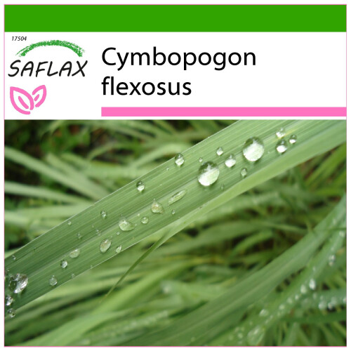 SAFLAX  - Zitronengras - Cymbopogon - 50 Samen - Mit Substrat