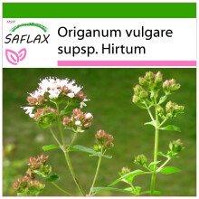 SAFLAX  - Griechischer Oregano - Origanum - 600 Samen - Mit Substrat