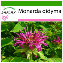 SAFLAX - Goldmelisse - Monarda - 20 Samen - Mit Substrat