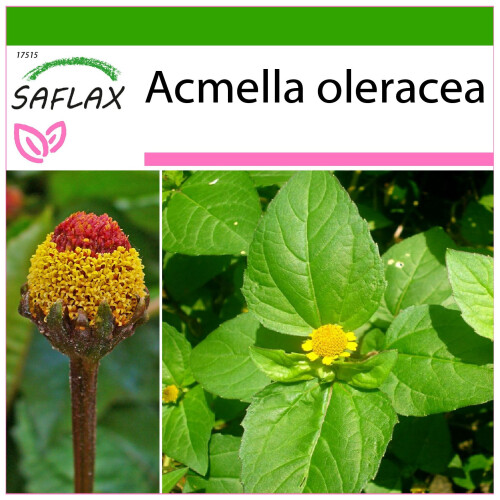 SAFLAX  - Parakresse - Acmella - 500 Samen - Mit Substrat