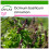 SAFLAX - Basilico cannella - 200 semi - Con substrato - Ocimum 1