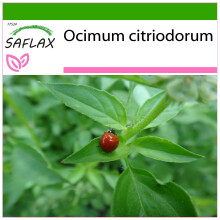 SAFLAX  - Limonen-Basilikum - Ocimum - 200 Samen - Mit Substrat