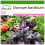 SAFLAX  - Rotes Basilikum - Ocimum - 200 Samen - Mit Substrat 1