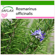SAFLAX - Rosmarin - Rosmarinus - 100 Samen - Mit Substrat