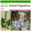 SAFLAX - Chia - 500 semi - Con substrato - Salvia 1