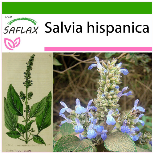 SAFLAX - Chia - 500 semi - Con substrato - Salvia
