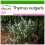 SAFLAX  - Thymian - Thymus - 200 Samen - Mit Substrat 1