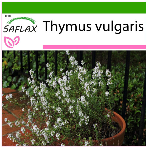 SAFLAX  - Thymian - Thymus - 200 Samen - Mit Substrat