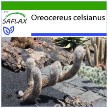 SAFLAX  - Alter Mann der Anden - Oreocereus - 40 Samen - Mit Substrat