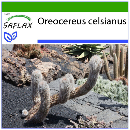 SAFLAX - Orocereus - 40 semi - Con substrato - Oreocereus