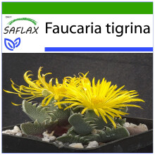 SAFLAX  - Tigerrachen - Faucaria - 40 Samen - Mit Substrat