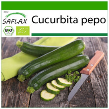SAFLAX - BIO - Zucchina - Nero di Milano - 6 semi - Con substrato - Cucurbita