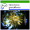 SAFLAX - Regina della notte - 40 semi - Con substrato - Selenicerus 1