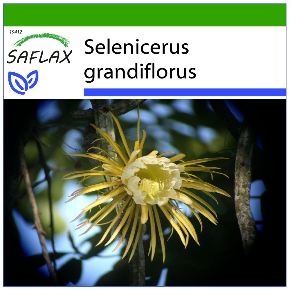 Saflax - Queen Of The Night - 40 Seeds - With Potting Substrate For Better Cultivation - Selenicerus Grandiflorus