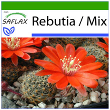 SAFLAX  - Zwergkaktus - Rebutia - 40 Samen - Mit Substrat