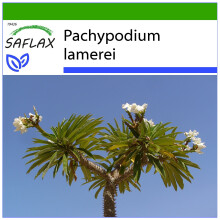 SAFLAX  - Madagascarpalme - Pachypodium - 10 Samen - Mit Substrat