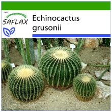 SAFLAX  - Schwiegermutterstuhl - Echinocactus - 40 Samen - Mit Substrat