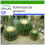 SAFLAX  - Schwiegermutterstuhl - Echinocactus - 40 Samen - Mit Substrat 1