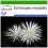 SAFLAX  - Seeigelkaktus - Echinopsis - 40 Samen - Mit Substrat 1