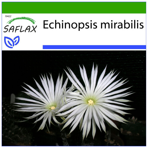SAFLAX  - Seeigelkaktus - Echinopsis - 40 Samen - Mit Substrat