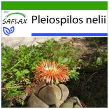 SAFLAX  - Lebender Granit - Pleiospilos - 40 Samen - Mit Substrat