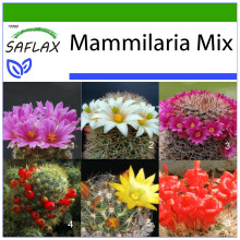SAFLAX  - Mammilaria - Mammilaria - 40 Samen - Mit Substrat