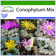 SAFLAX  - Blühende Steine - Conophytum - 40 Samen - Mit Substrat