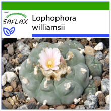 SAFLAX - Peyotl Kaktus - Lophophora - 20 Samen - Mit Substrat
