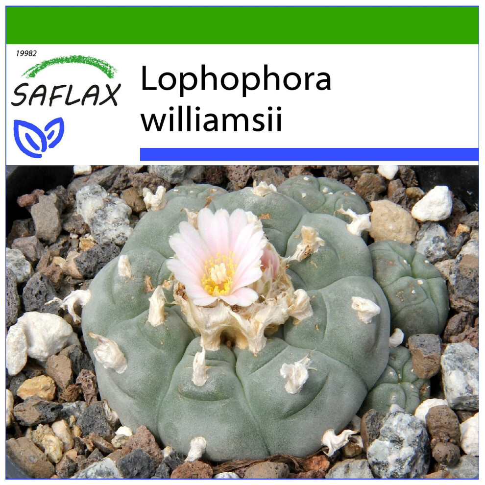 SAFLAX - Peyote - 20 seeds - With potting substrate for better cultivation - Lophophora williamsii