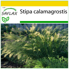 SAFLAX - Ensemble de culture - Calamagrostide argentée - 50 graines - Avec mini serre, substrat de culture et 2 pots - Stipa calamagrostis