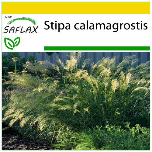 SAFLAX Anzucht Set - Kamelhaargras - Stipa - 50 Samen