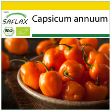 SAFLAX Anzucht Set - Chili – Habanero - Capsicum - 20 Samen