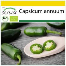 SAFLAX Anzucht Set - Chili – Jalapeno - Capsicum - 20 Samen