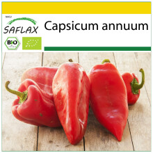 SAFLAX Anzucht Set - Paprika – Marconi - Capsicum - 20 Samen