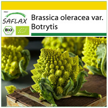 SAFLAX Anzucht Set - Blumenkohl - Romanesco - Brassica - 50 Samen