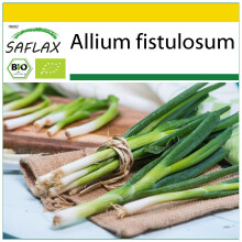 SAFLAX Anzucht Set - Frühlingszwiebel - Ishikura - Allium - 150 Samen