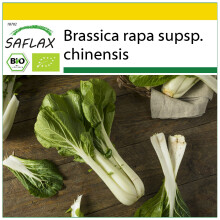 SAFLAX Anzucht Set - Chinakohl - Pak Choi - Brassica - 300 Samen