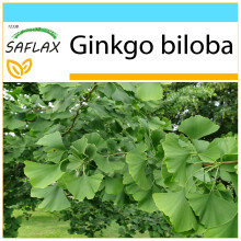 SAFLAX Geschenk Set - Ginkgo - Ginkgo - 4 Samen