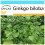 SAFLAX Geschenk Set - Ginkgo - Ginkgo - 4 Samen 1