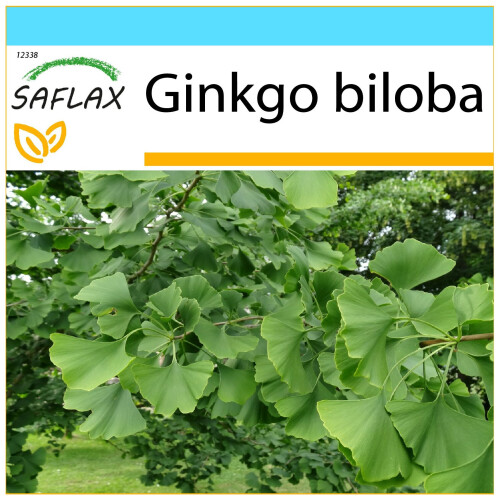 SAFLAX Geschenk Set - Ginkgo - Ginkgo - 4 Samen