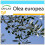 SAFLAX Geschenk Set - Ölbaum - Olea - 20 Samen 1